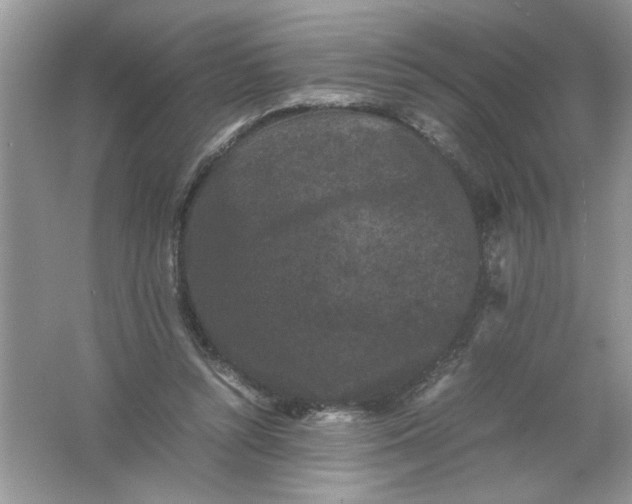 X0000061760352200512161749