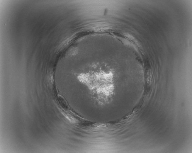 X0000061760405200512161749