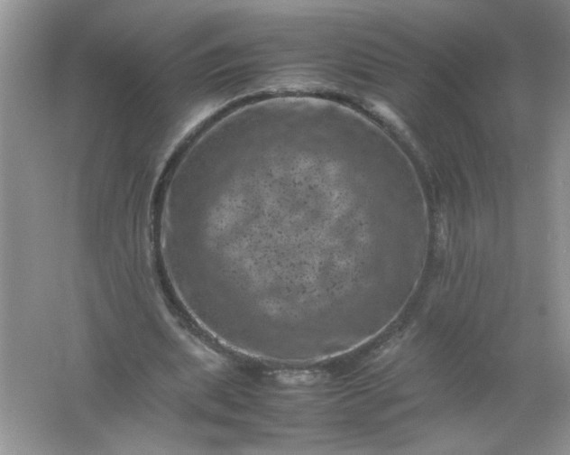 X0000061760439200512161747