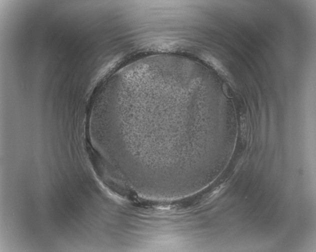 X0000061760493200512161747