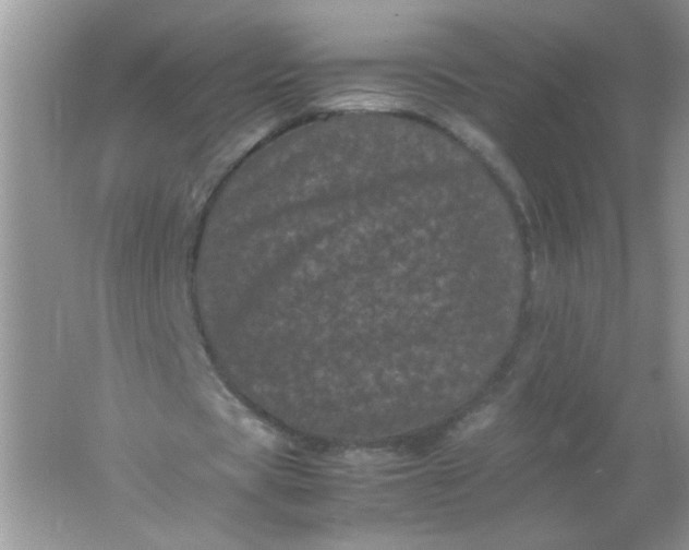 X0000061760529200512161746