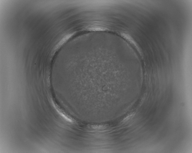 X0000061760533200512161746