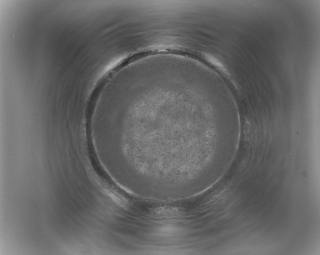 X0000061760535200512161746