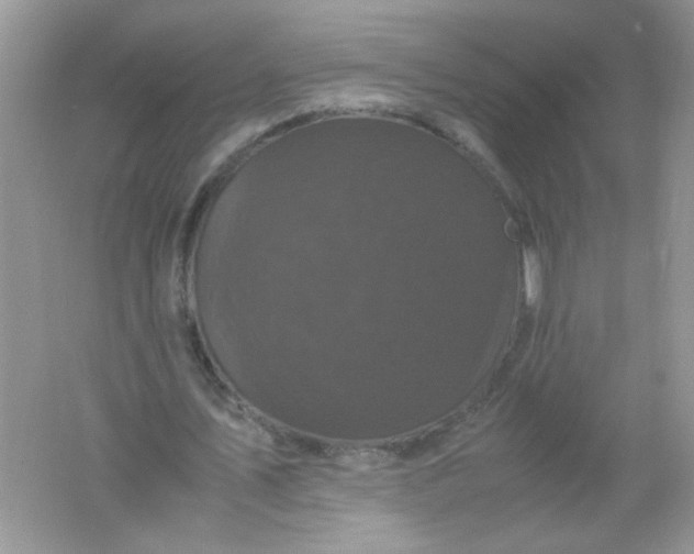 X0000061760579200512161746