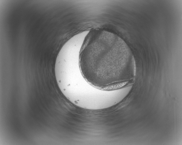 X0000061760624200512161745