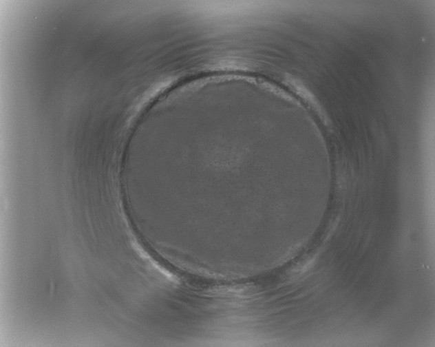 X0000061760625200512161744