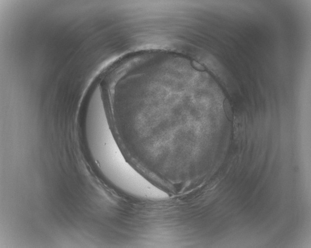 X0000061760628200512161744