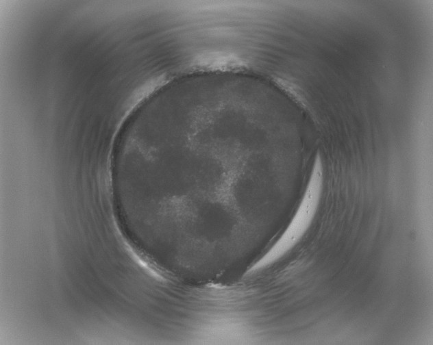 X0000061760630200512161744