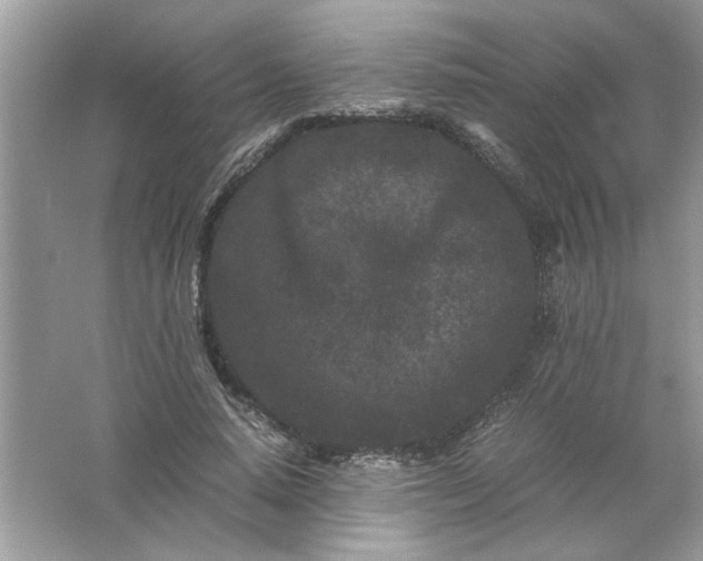 X0000061760640200512161744