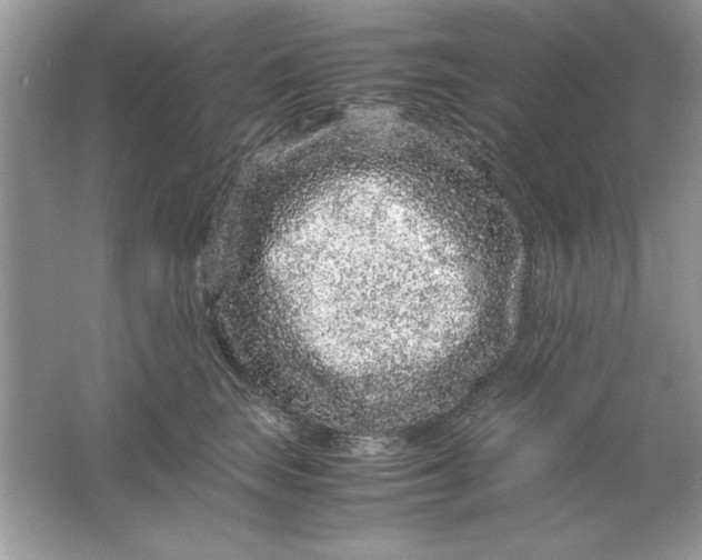 X0000061760663200512161745