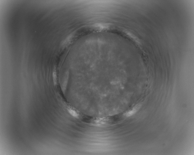 X0000061760720200512161743