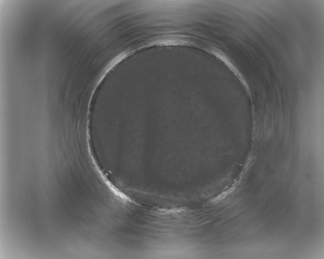 X0000061760853200512161741