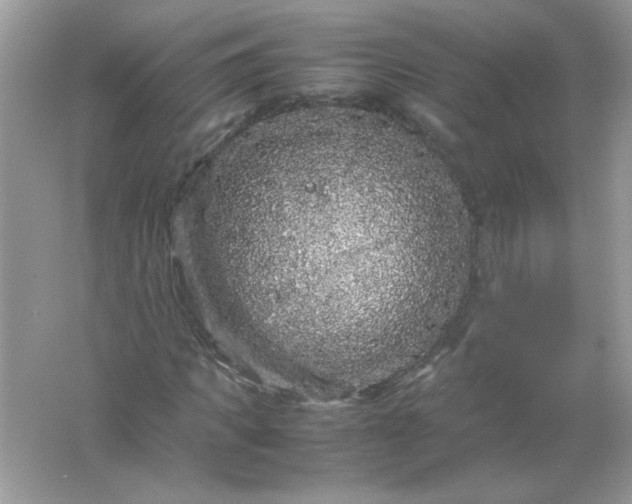 X0000061760917200512161739