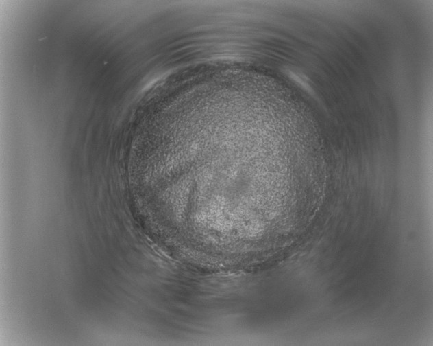 X0000061761015200512161737