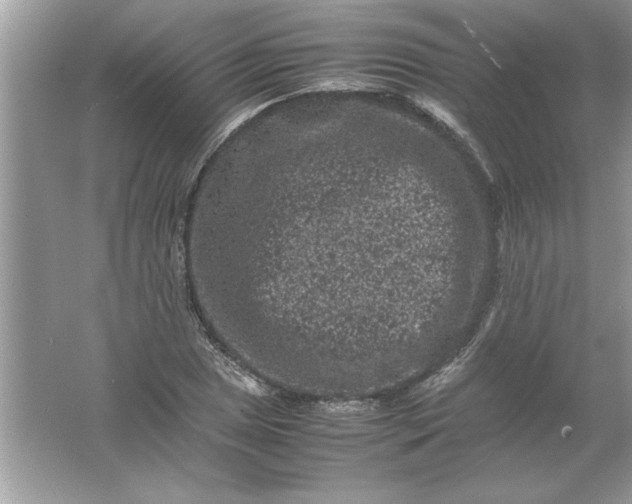 X0000061761025200512161738