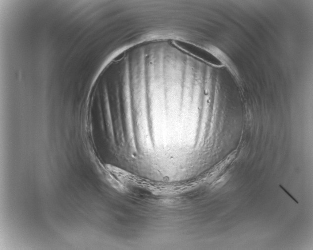 X0000061761052200512161738