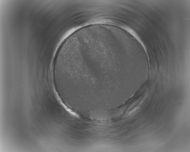 X0000061761053200512161738