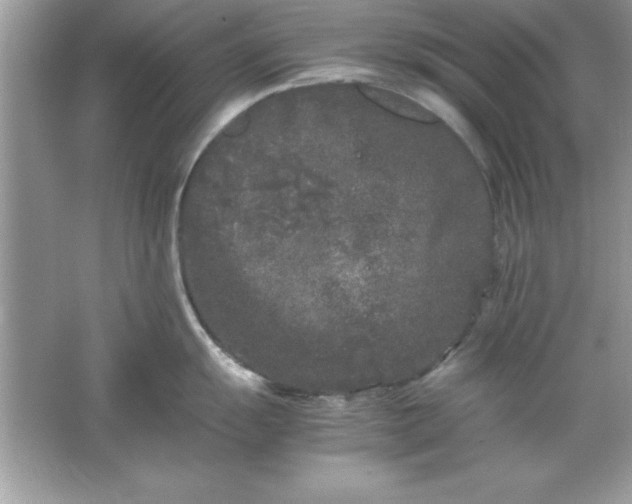 X0000061761055200512161738