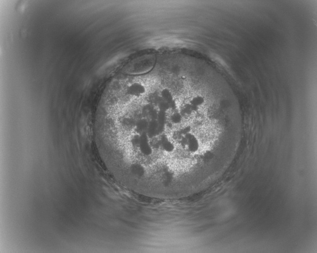 X0000061761063200512161737