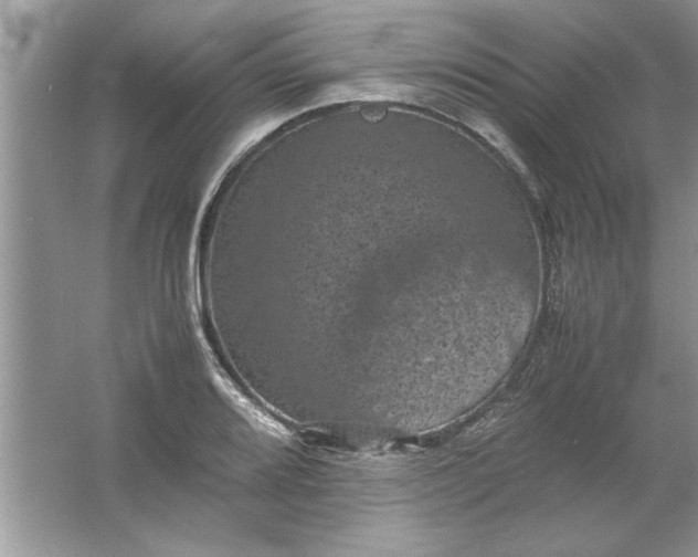 X0000061761080200512161737