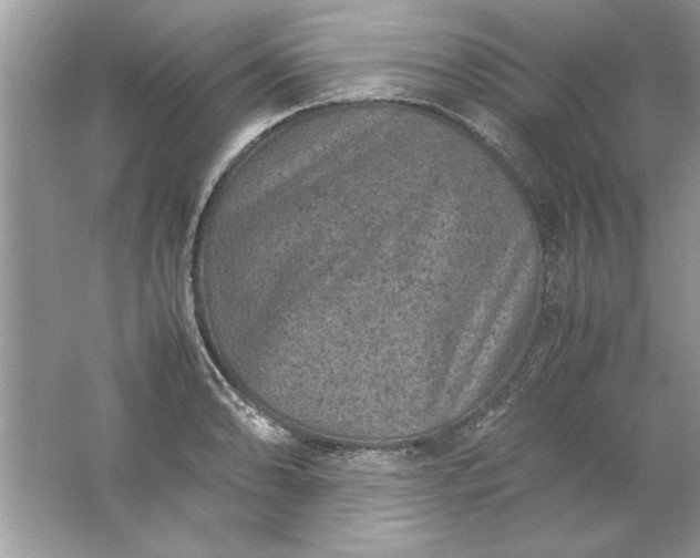 X0000061761086200512161737