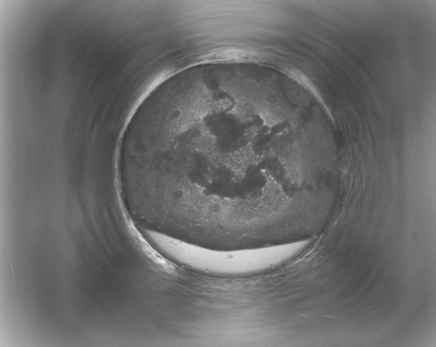 X0000061761091200512161737