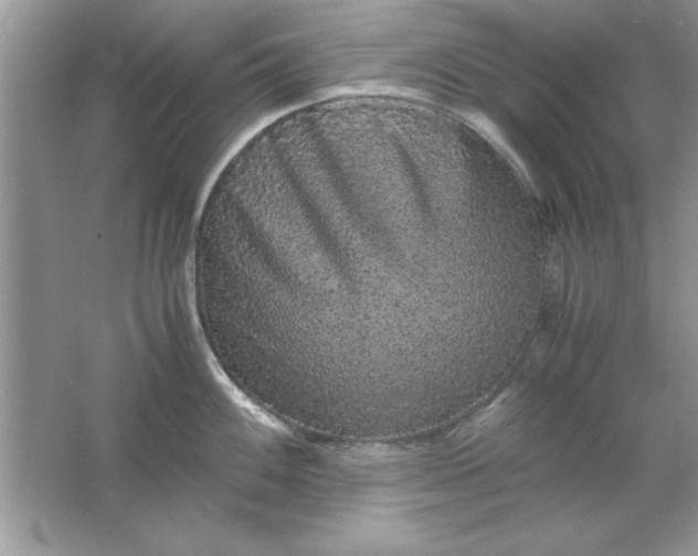 X0000061761100200512161737