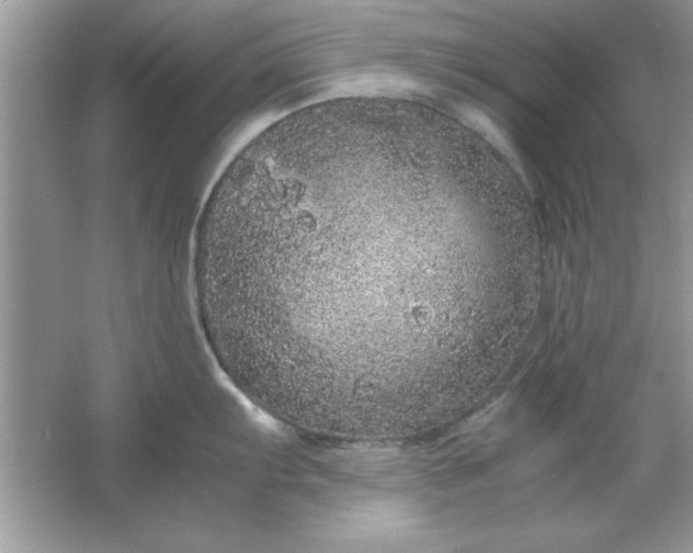 X0000061761103200512161737