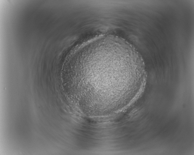 X0000061761105200512161736