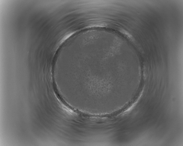 X0000061761113200512161736