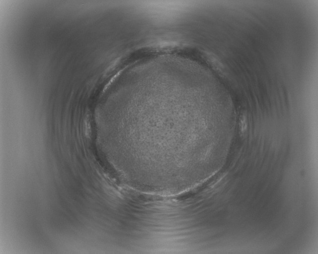 X0000061761204200512161734