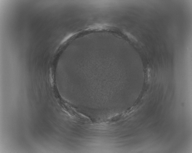 X0000061761206200512161734