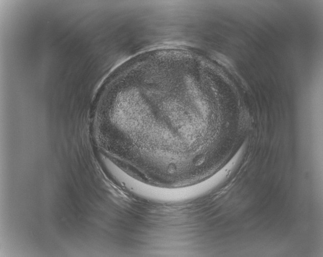 X0000061761260200512161734