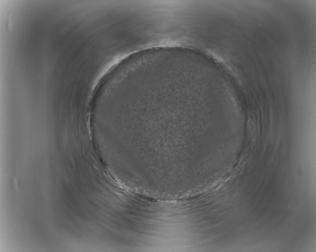 X0000061761262200512161734