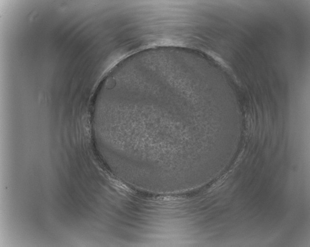 X0000061761266200512161734