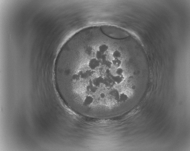 X0000061761279200512161734