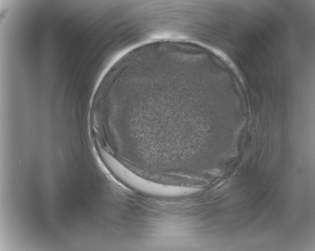 X0000061761295200512161733