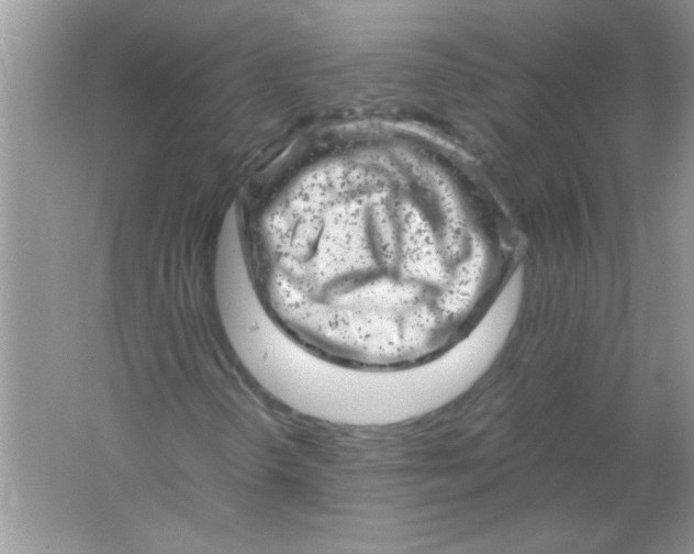 X0000061761298200512161732