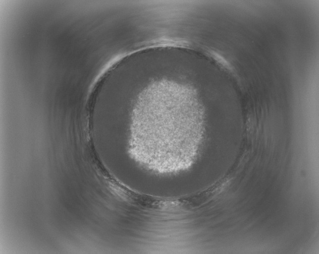 X0000061761310200512161733