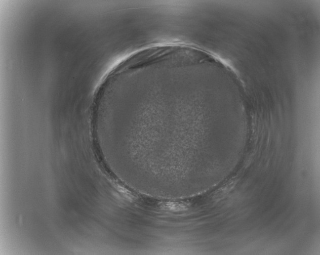 X0000061761311200512161733