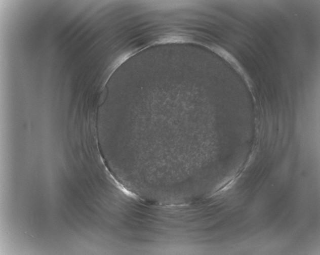 X0000061761337200512161733