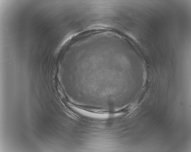 X0000061761355200512161732