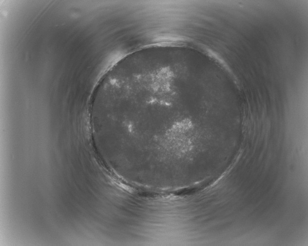 X0000061761362200512161732