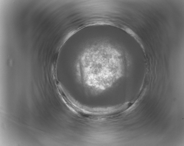 X0000061761385200512161732