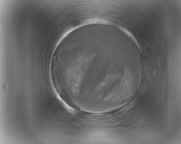 X0000061761391200512161732