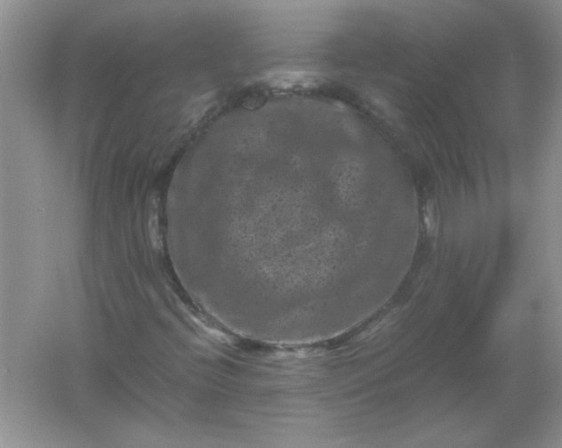 X0000061761396200512161731