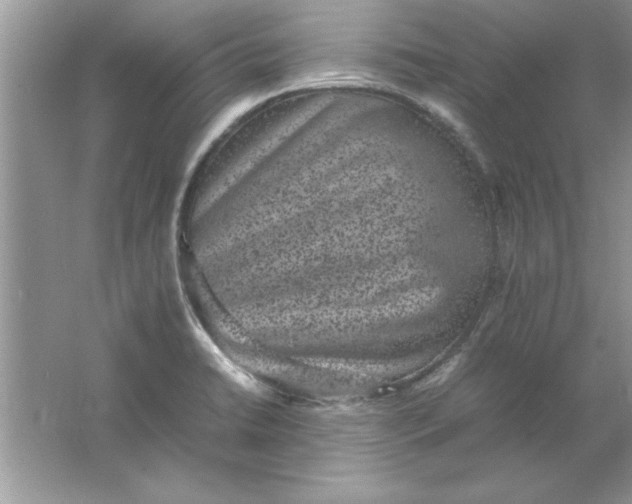 X0000061761422200512161731