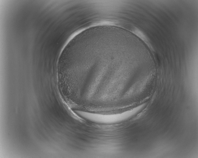 X0000061761436200512161731