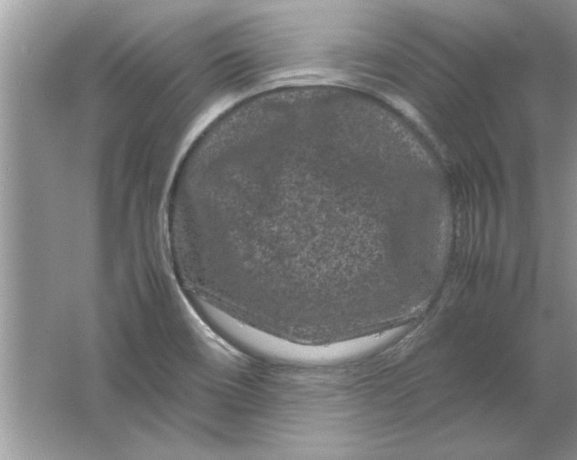 X0000061761466200512161730