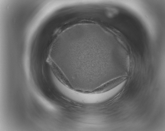 X0000061761487200512161730